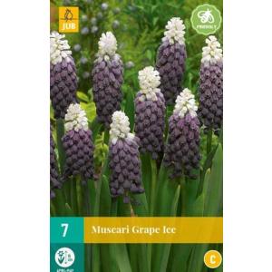 Modrica Muscari vynuogių ledai C