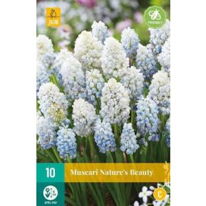 Mėlynių muskarija Nature´s Beauty C