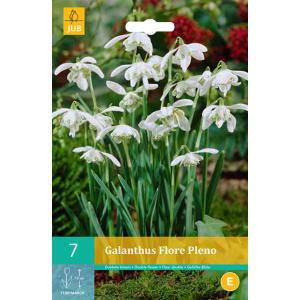 Snieguolė Galanthus Flore Pleno 'C'