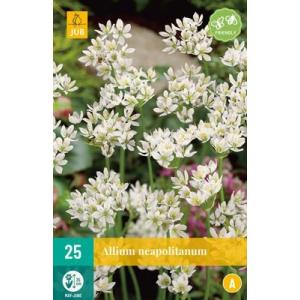 Česnakas Allium Neapolitanum 'A'