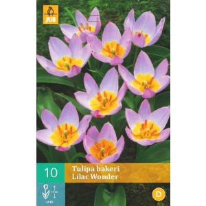 Tulpė Bakeri Lilac Wonder 'B'