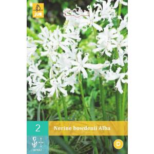 Nerine Bowden's ALBA "C"