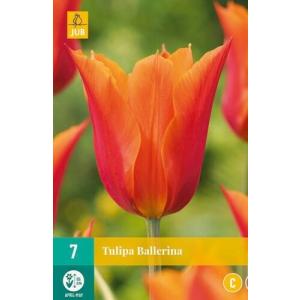 Tulpių balerina C