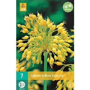 Česnakas Allium Yellow Fantasy 'C'