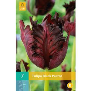 Tulpė Black Parrot 'C'