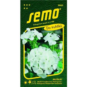 Pelargonijų sėklos baltos 11s