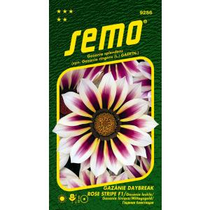 Sėklos Gazania radiant Daybreak Rose Stripe F1 15s