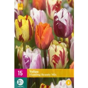 Tulpė D mišinys Flaming Beauty