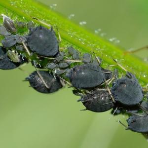 Amarai ant vaismedžių