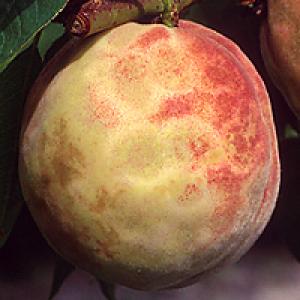 Chark apie abrikosus