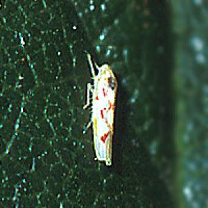 Stolbur pipirai