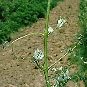 Augimo herbicidų daroma žala vynmedžiams