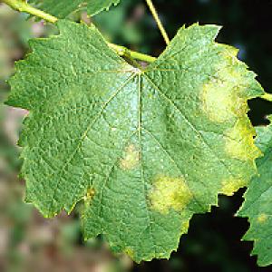 Peronosporų vynmedis