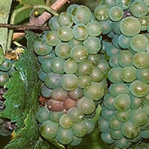 Vynmedžių botrytis (pilkasis pelėsis)