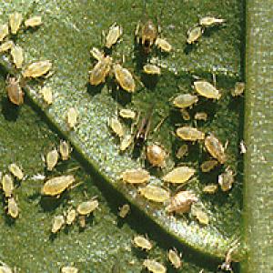 Amarai ant paprikų