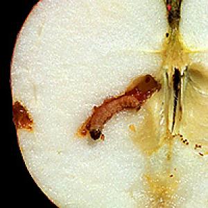 Apple vokas