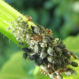 Amarai ant salotų
