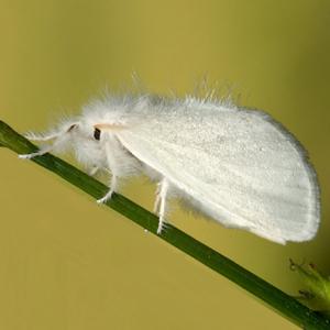 Auksaplaukė