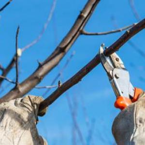 Medžių genėjimas: kada ir kaip teisingai jį atlikti?