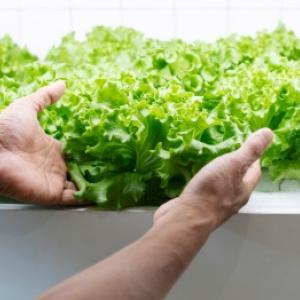 Hidroponinis augalų auginimas: praktiniai nurodymai ir praktiniai pavyzdžiai