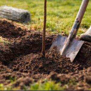 Vaismedžių sodinimas: išsamus sodinimo vadovas