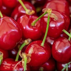 Kaip apsaugoti vaismedžius nuo vyšnių vaisėdžių?
