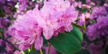 Rododendrai ir azalijos: viskas apie tinkamą jų auginimą, žiemojimą ir priežiūrą