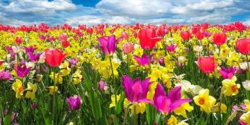 Apie pavasarinius svogūnėlius pagalvokite jau rudenį. Jos sodinamos prieš šalnas