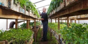 Pomidorų ir paprikų auginimas: žinomas daržovių augintojas pataria, kaip tai daryti