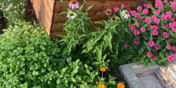 Ar jūsų sode auga prieskoninės žolelės? Atraskite jas anksčiau nei amarai