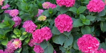 Kada pjauti rožes ar dekoratyvines žoles? Taip pat galime patarti dėl levandų