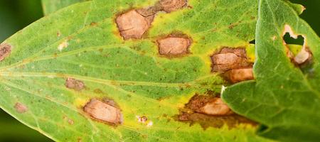 Chrizantemų lapų dėmėtligė Septoria