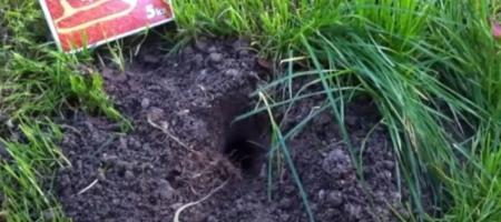 Graužikas puola augalų šaknis. Sustabdykite jį, kol dar nevėlu