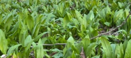 Kaip namuose auginti meškinį česnaką ir nesupainioti jo su miškine lelija?